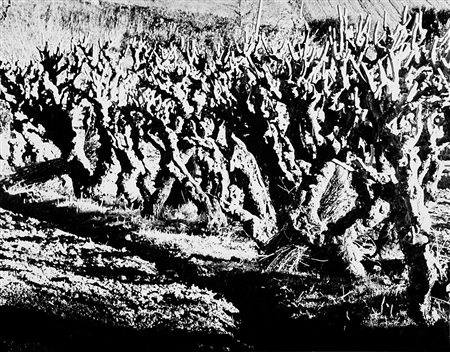 Mario Giacomelli (Senigallia 1925 - Senigallia 2000)Paesaggio 1958Stampa...