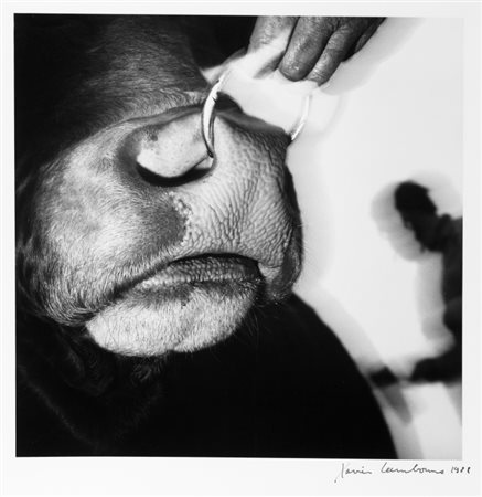 LAMBOURS XAVIER (1955-) Senza titolo 1988stampa vintage ai sali d'argento,...