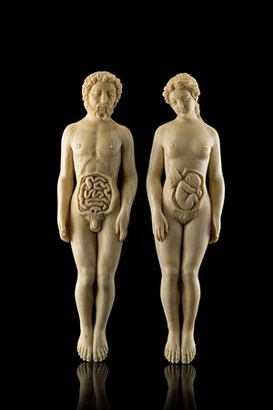 Scultore del secolo XVIII. Due figure anatomiche in avorio (h. cm 16)...