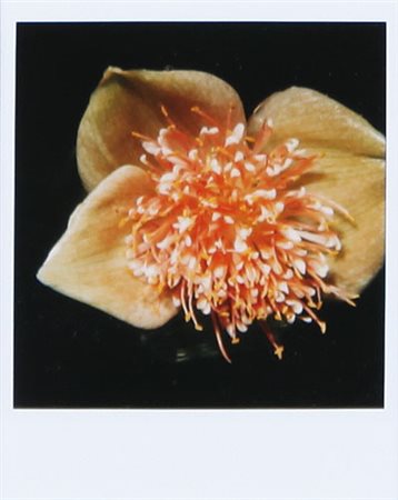 NOBUYOSHI ARAKI Tokyo 25/05/1940 Senza titolo polaroid cm. 11x9, firma al retro.