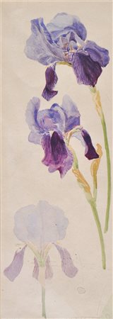 Martha Strele (Brixen 1889 – 1984 Innsbruck) Iris;Aquarell, 39 x 14 cm