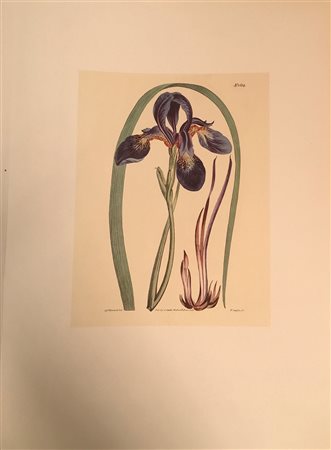 Lotto composto da un volume illustrato inerente la pittura italiana e due...