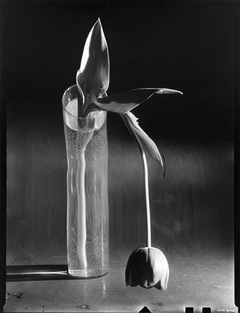 AndrŽ KertŽsz (1894 - 1985) Melancholic Tulip, 1939 Stampa successiva alla...