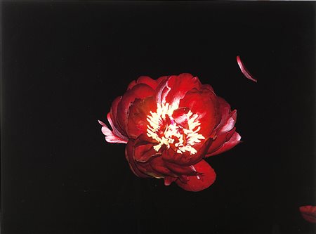 Romana Zambon (XX-XXI sec.) LÕebrezza del rosso, 2018 Stampa Inkjet su carta...