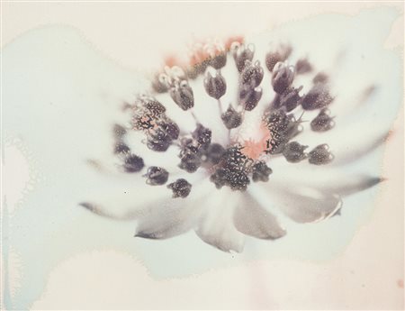 Luigi Vegini (1975) Polafiore, 1974 Stampa gicle su carta cotone Hanemuhle...