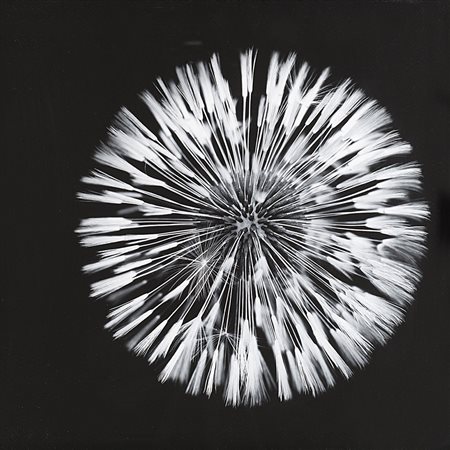 Marina Gallandra (XX-XXI sec.) Soffione, 2012 Stampa digitale Fine Art cm 42...