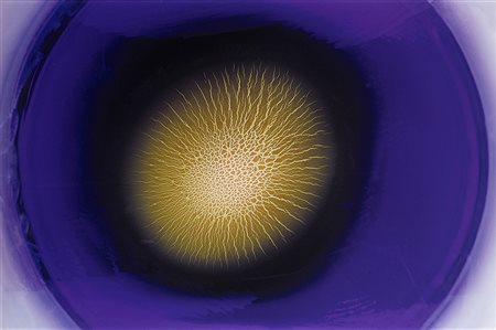 Toni Meneguzzo (1949) Mandala, 2018 Stampa Lambda su dibond cm 59,7 x 89,7...