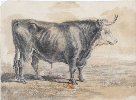 PITTORE DEL XIX SECOLO Toro. Matita su carta. Cm 24,00 x 17,00. . Cornice...