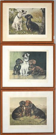 Gruppo di tre stampe a colori raffiguranti cani (cm 30x37) In cornici (difetti)
