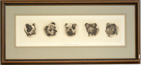 Acquaforte inglese del secolo XX raffigurante British pluch (cm 17x23) In...