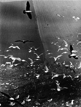 Mario Giacomelli (Senigallia 1925 - Senigallia 2000) Gabbiani 1980 ca. Stampa...