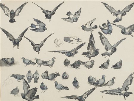 Scuola del secolo XX "Studi di piccioni" penna, pennello e acquerello grigio...