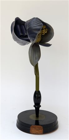 Modello didattico di acero campestre. Inizio secolo XX (h. cm 40) (difetti)