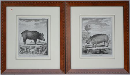 Coppia di antiche incisioni raffiguranti animali (cm 21x16) in cornici