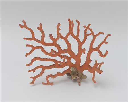 Ramo di corallo non trattato (h cm 16)