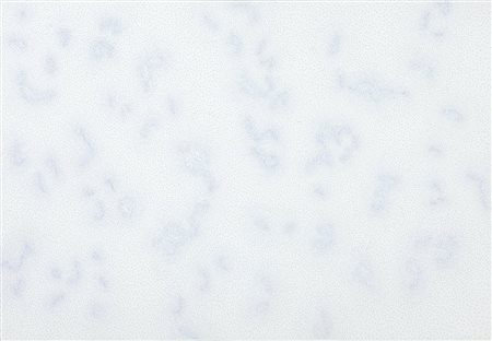 DADAMAINO (EDOARDA MAINO) (1935-2004) Costellazione 1984carta intelata cm...