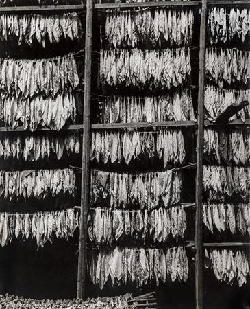 HAROLD MILLER NULL (Filadelfia 1916-San Martino Dei Colli 1996) ESSICCATOI...