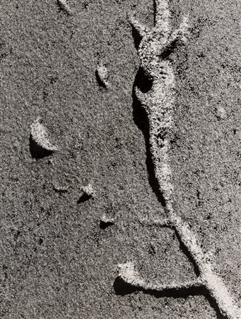 HAROLD MILLER NULL (Filadelfia 1916-San Martino Dei Colli 1996) MICROCOSMO...