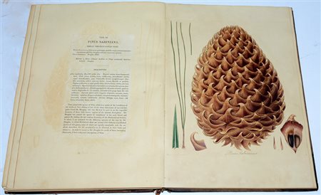 LAMBERT. A Description of the Genus Pinus. 1832