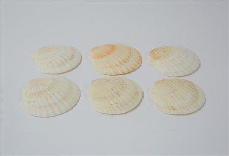 Lotto di cinque conchiglie (difetti)