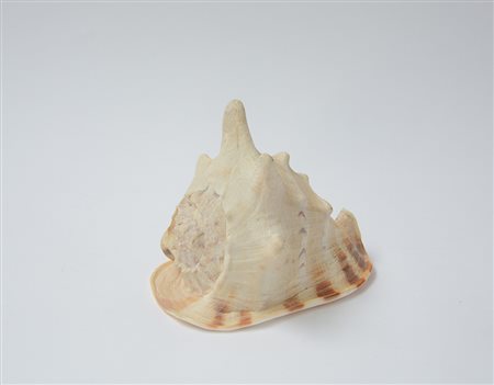 Grande conchiglia con sfumature ambrate