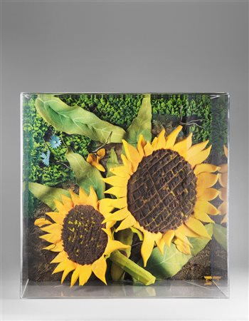 Piero Gilardi (1945), Girasoli, 1975, poliuretano espanso in teca di...