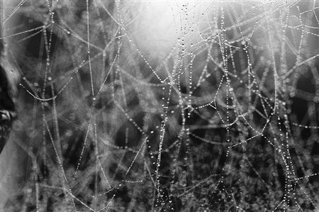 Alessandra Spranzi (1962)Dal ciclo "Selvatico (Colui che si salva): Ragnatela...