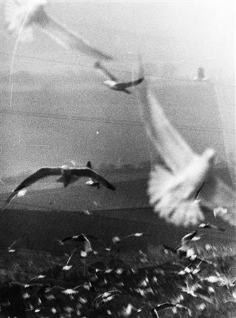 Mario Giacomelli (Senigallia 1925 - Senigallia 2000)Gabbiani 1980 ca.Stampa...