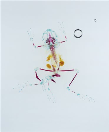 Brandon Ballengee (1974)Dalla serie MALAMP, Demeter (DFA 8) 2003/2007Stampa...