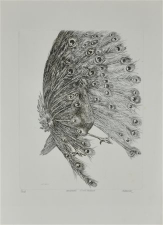 Abacuc PAVONE CIVETTUOLO incisione su carta, cm 49x34 (lastra cm 31,5x24,5)...
