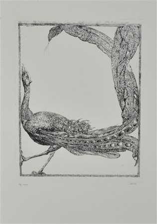 Abacuc IL PAVONE incisione su carta, cm 50x35 (lastra cm 31x25) esemplare 24...