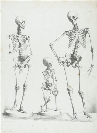 Lotto di 2 stampe incorniciate raffiguranti scheletri umani. cm. 58x48.