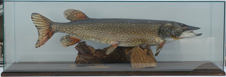 Luccio poggiante su base in legno contenuto in teca di vetro (teca cm 124x41x34