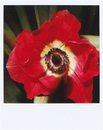 NOBUYOSHI ARAKI Tokyo 25/05/1940 Senza titolo polaroid cm. 11x9, firma al retro.