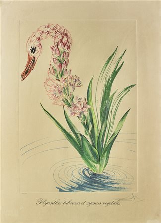 DALI' SALVADOR (1904 - 1989) Polyanthes tuberosa. Xilografia. Cm 55,00 x...