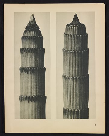 BLOSSFELDT KARL (1865 - 1932) Equisetum. Heliogravure. Cm 24,00 x 31,00....