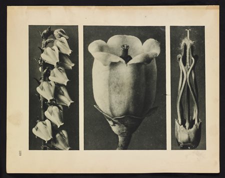 BLOSSFELDT KARL (1865 - 1932) Andromeda floribunda. Heliogravure. Cm 31,00 x...