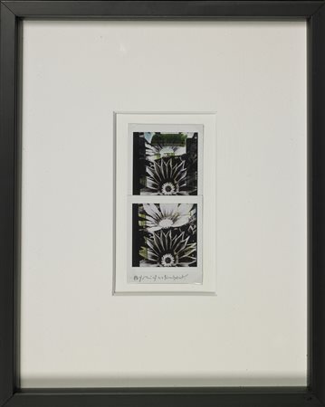 GALIMBERTI MAURIZIO (n. 1956) Biflowers. Polaroid doppia. Cm 7,30 x 15,50....