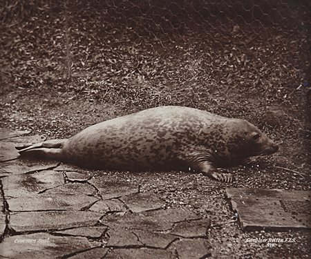 Gambier Bolton (1854 - 1928)Seal 1890 ca.Stampa fotografica vintage al...