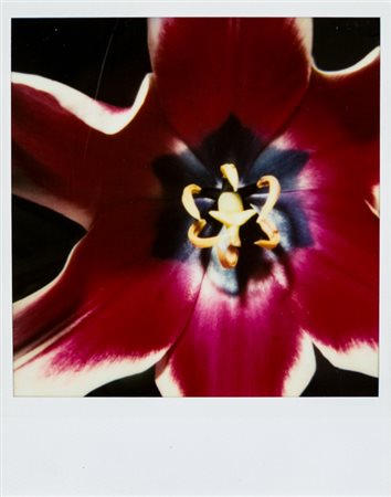 NOBUYOSHI ARAKI (1940)Senza TitoloPolaroidcm 10,8x8,9Firma al retro