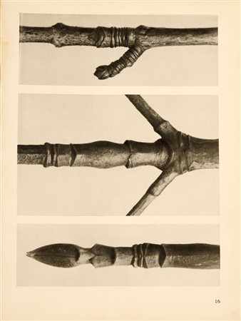 BLOSSFELDT KARL (1865 - 1932) Senza titolo. Heliogravure. Cm 24,00 x 31,00....