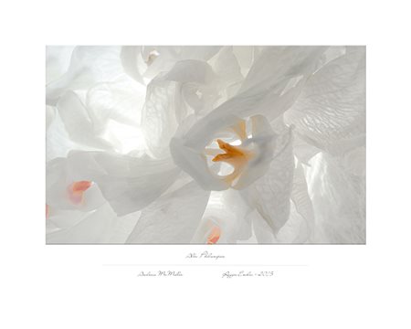 Andreas McMuller, Fior Alba Phalaenopsis