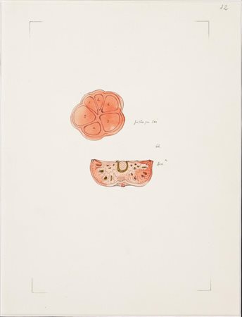 Baruchello Gianfranco N. 12 matite e acquerello su carta, cm 23,5x18 sul...