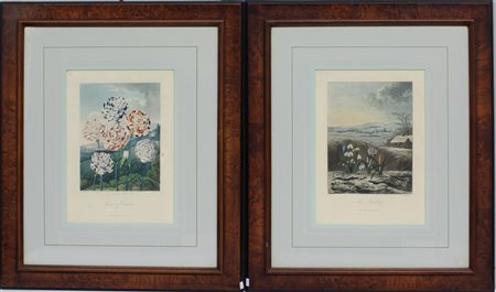 Lotto composto da due tavole a colori (battitura cm 34 x 24) tratte...