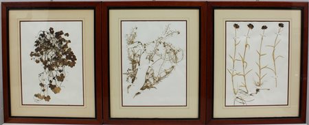 Erbario. Tre cornici contenenti campioni di erbe e fiori con etichette...