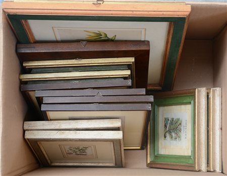 Cartone contenente incisioni di soggetto botanico e ornitologico di epoche e mi