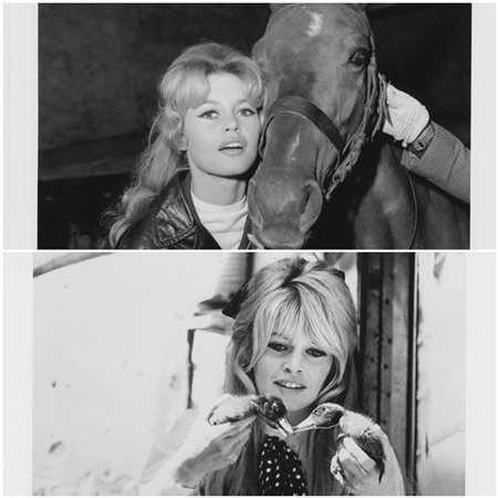 Brigitte Bardot and animals 1960 ca.

One gelatin silver print R-C printed late