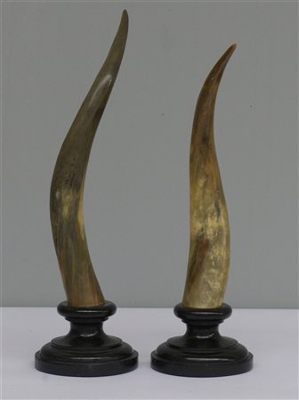 Coppia di elementi decorativi a forma di corna su basi tornite in legno ebanizz