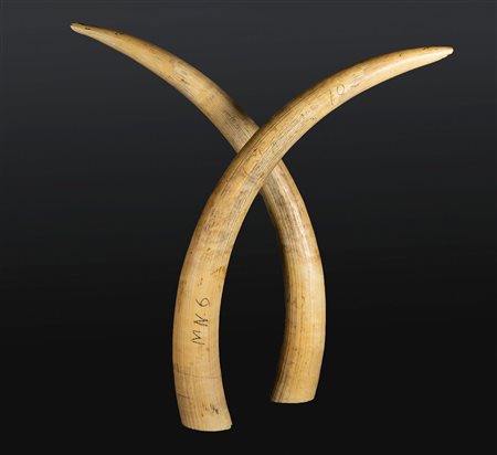 Arte Cinese  A pair of large elephant ivory tasks.