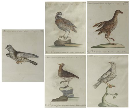 Xaverio Manetti (1723 - 1784) Uccelli cinque stampe colorate a mano in...